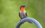 19th May 2018 - Mr Hummingbird