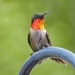Mr Hummingbird by paintdipper