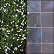 16th May 2018 - May Half'n'Half #16: White Flowers and Pavement