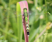 19th May 2018 - First Dragonfly Of The Season