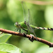 Eastern Pondhawk Dragonfly by cjwhite