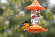 19th May 2018 - The beautiful Oriole!