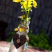 Marsh Marigold Table Decoraton by phil_howcroft