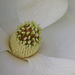 LHG_4739-Magnolia by rontu