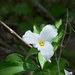 White Trillium by gardencat