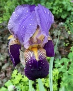 19th May 2018 - Iris from Aunt Jo