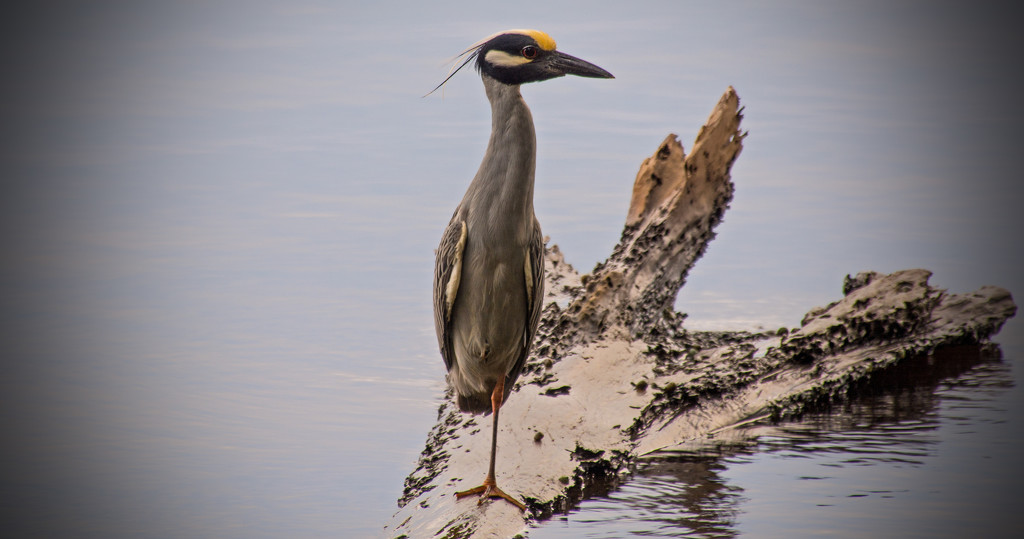 Yellow-Crowned Night Heron! by rickster549
