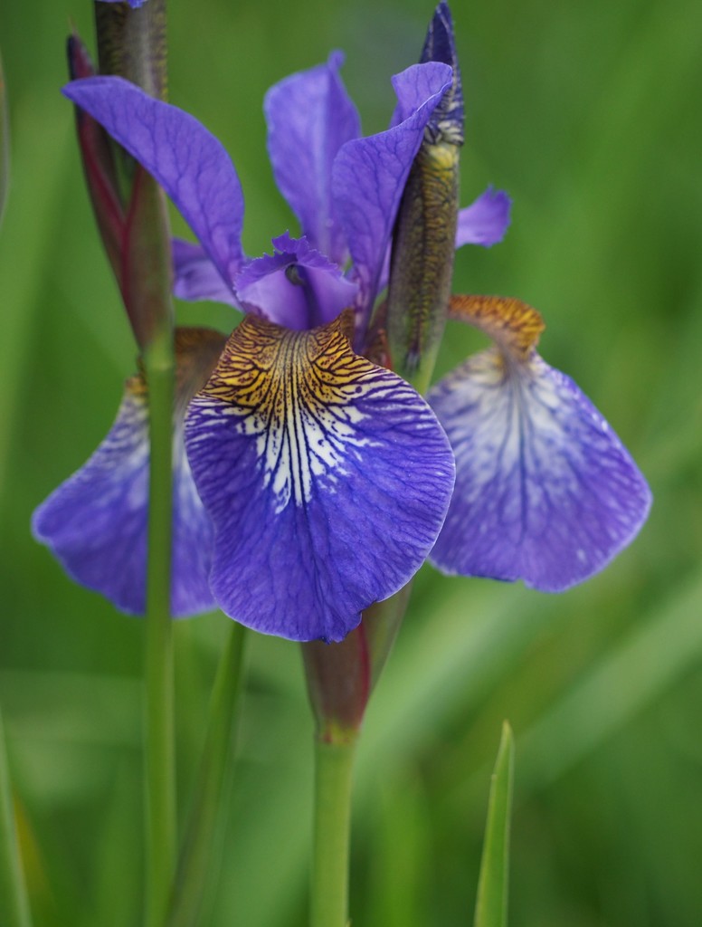 Blue Iris by jacqbb