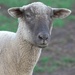 sheepish by ulla
