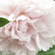 18th May 2018 - A Pretty Pink Peony 