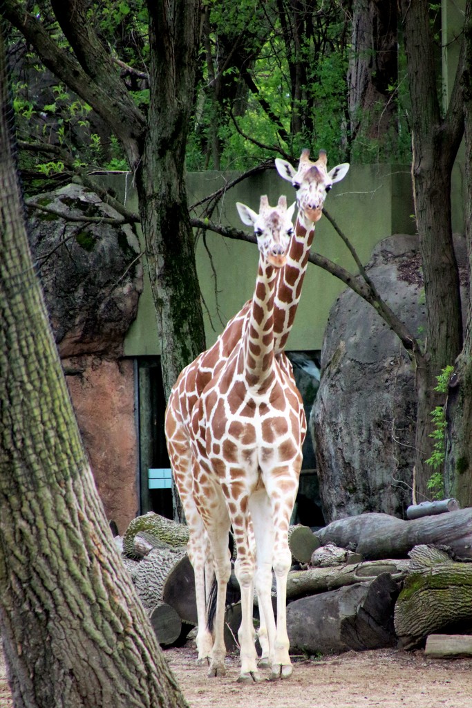 Giraffes  by randy23