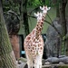 Giraffes  by randy23