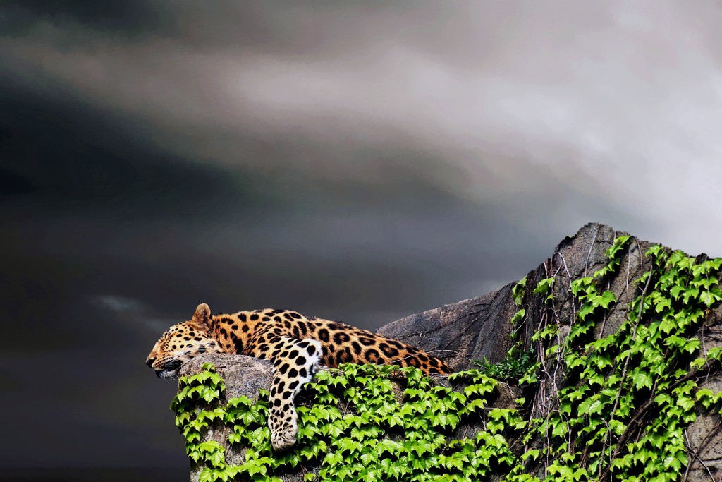 Leopard Sleeping by randy23