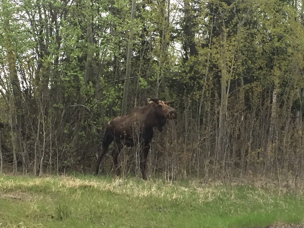 Bull moose browsing by jshewman