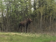 19th May 2018 - Bull moose browsing
