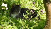 20th May 2018 - DSCN0608 My cat's best place in the garden