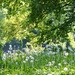 Dandelions galore   by beryl