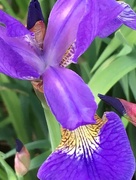 15th May 2018 - Iris Flower