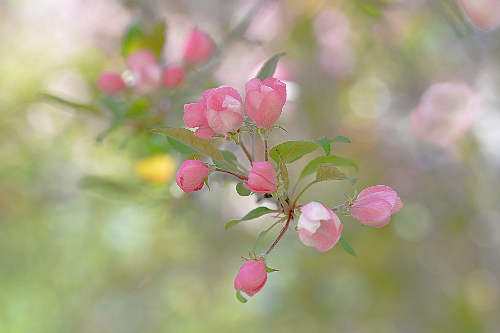 Beautiful blossoms! by fayefaye