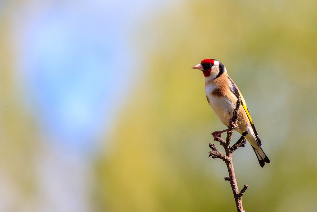Goldfinch  by padlock