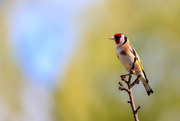 20th May 2018 - Goldfinch 