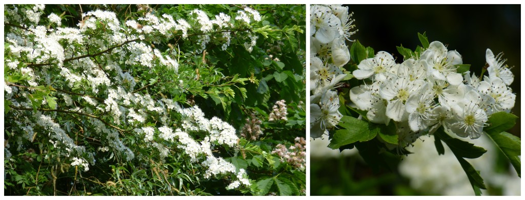 May flowers by beryl