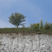 14th Mar 2012 - The lonesome tree!