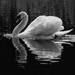 Gracious Swan by bizziebeeme