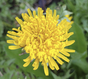3rd May 2018 - Dandelion - sign of summer