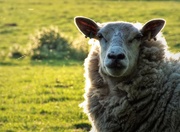 20th May 2018 - Half a sheep