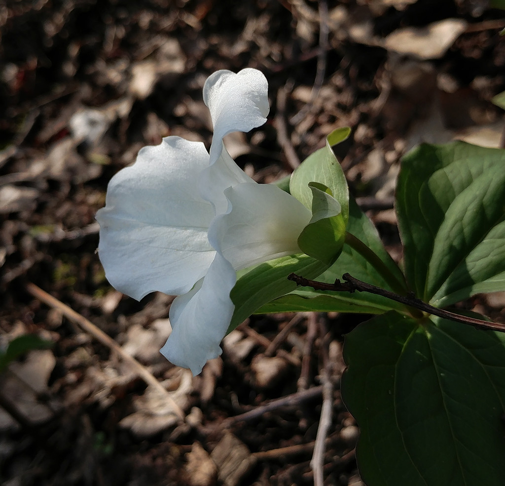 Trillium (in the shade) by houser934