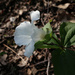 Trillium (in the shade) by houser934