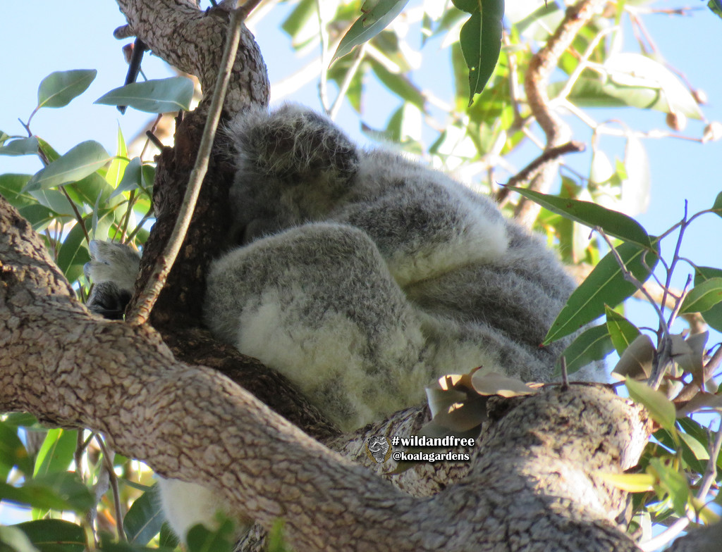 keeping warm by koalagardens