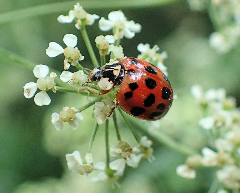 Asian Lady Beetle by cjwhite