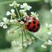 Asian Lady Beetle by cjwhite