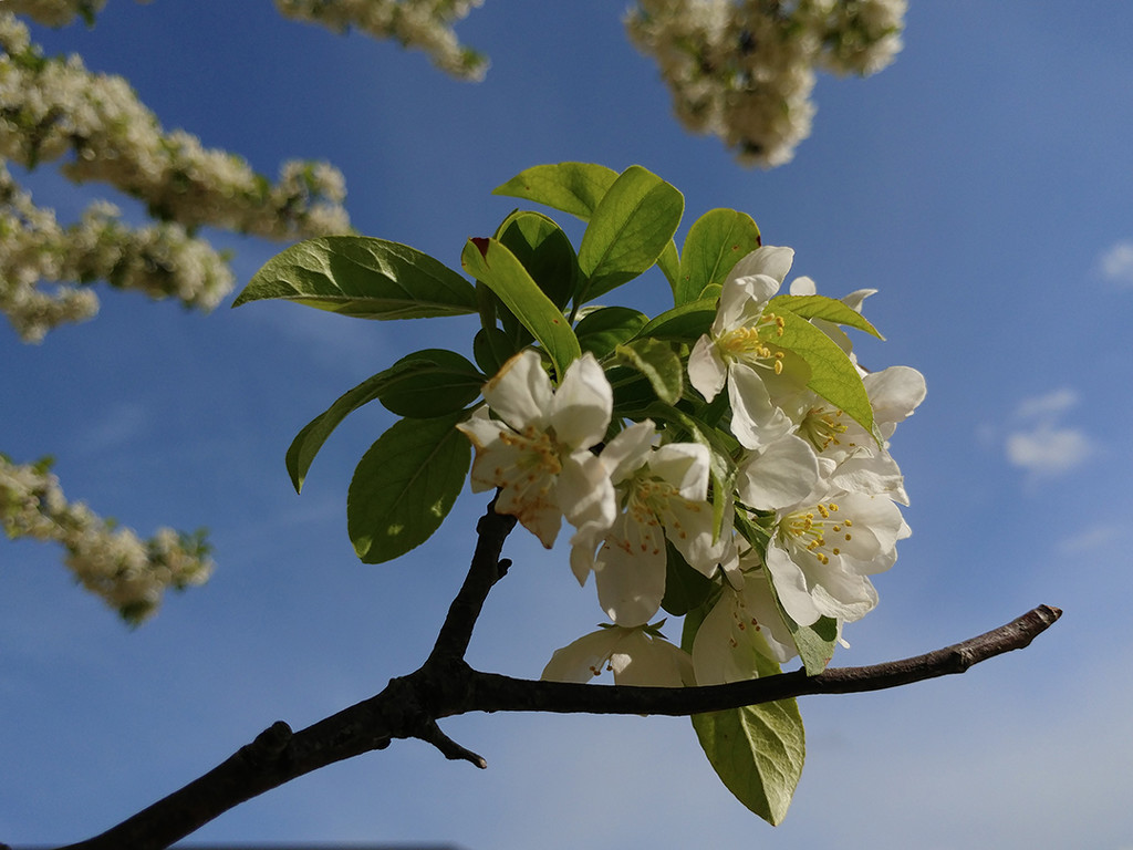 Flowering Trees by houser934