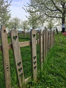 7th May 2018 - Hearts on a fence. 