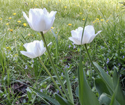 10th May 2018 - White Tulips