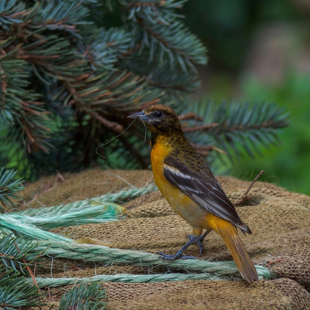 Mama Baltimore Oriole by berelaxed