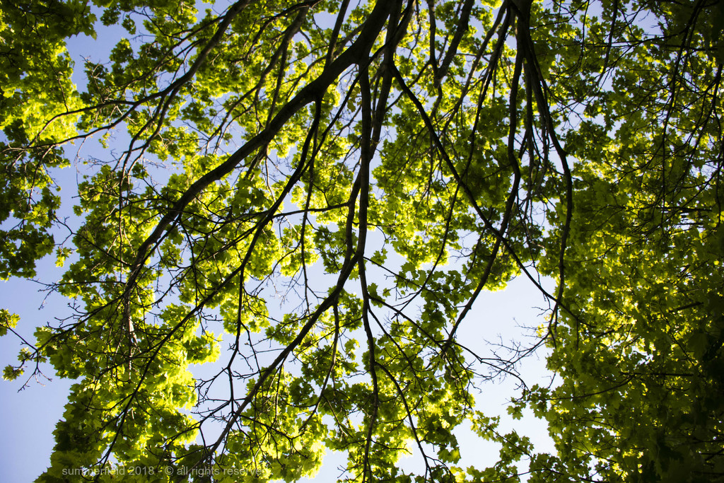 a canopy of spring greens by summerfield