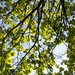 a canopy of spring greens by summerfield