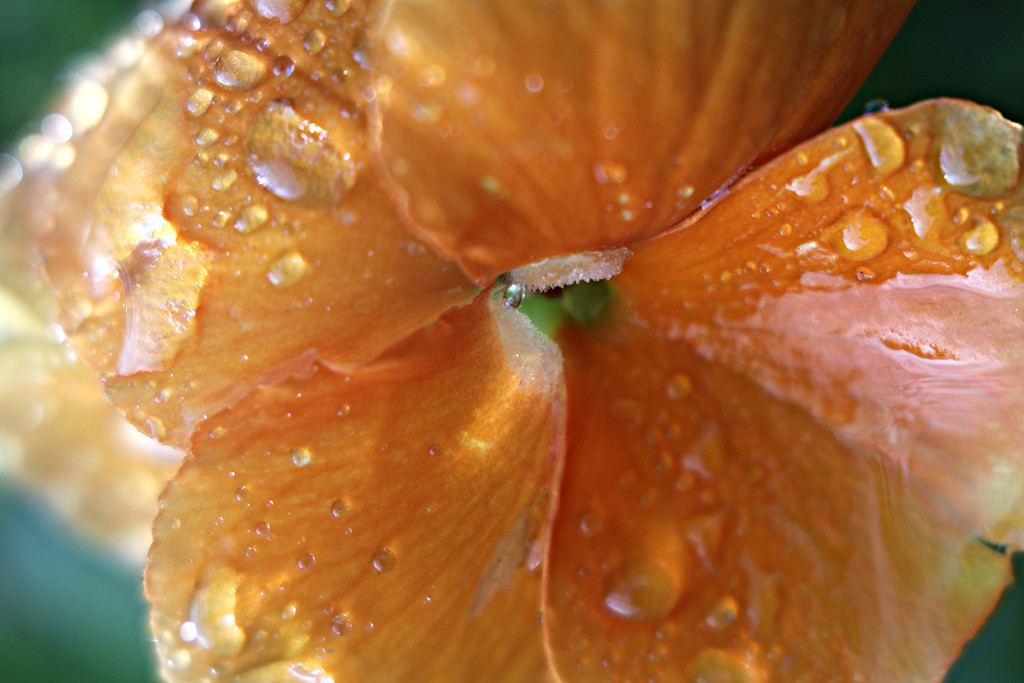 Pansy flower in the Rain by pdulis