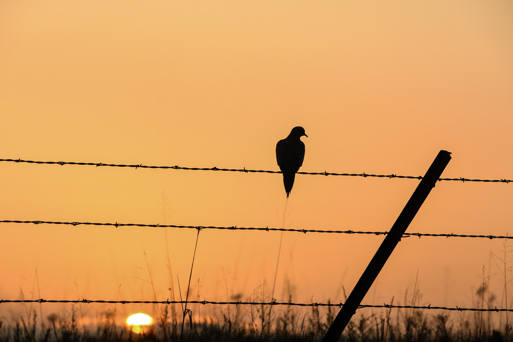 Mourning Dove at Sunset by kareenking