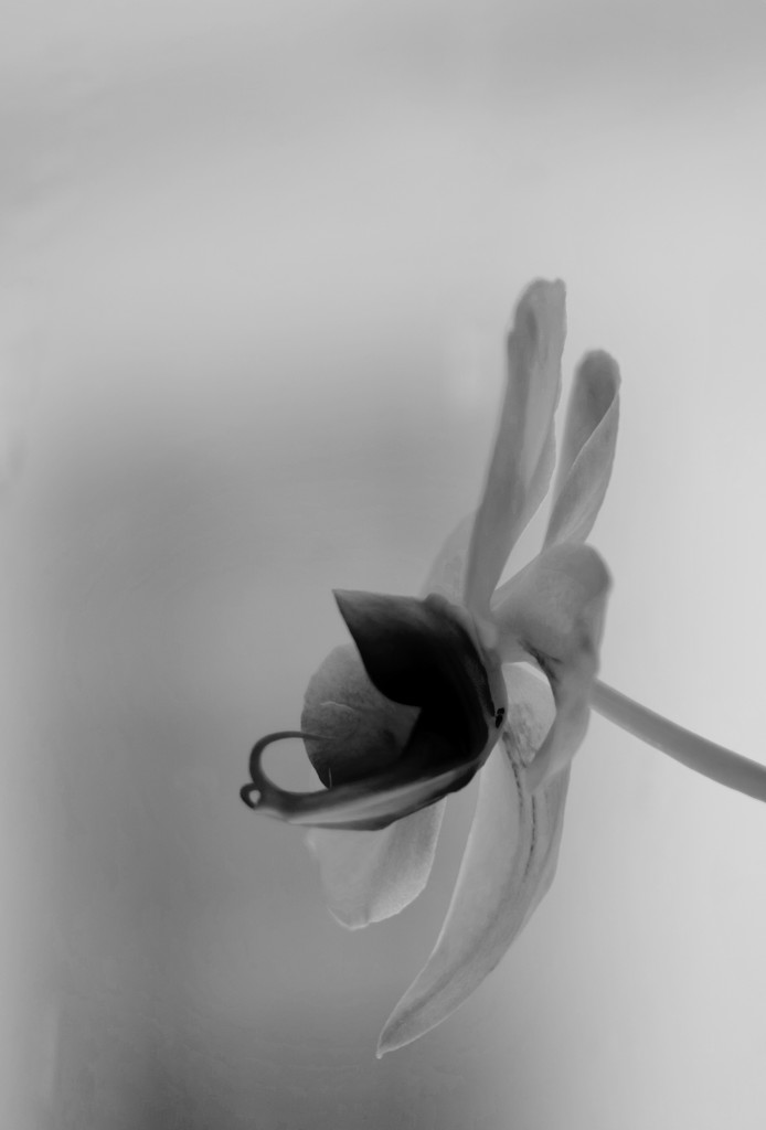 Orchid (BW) by toinette