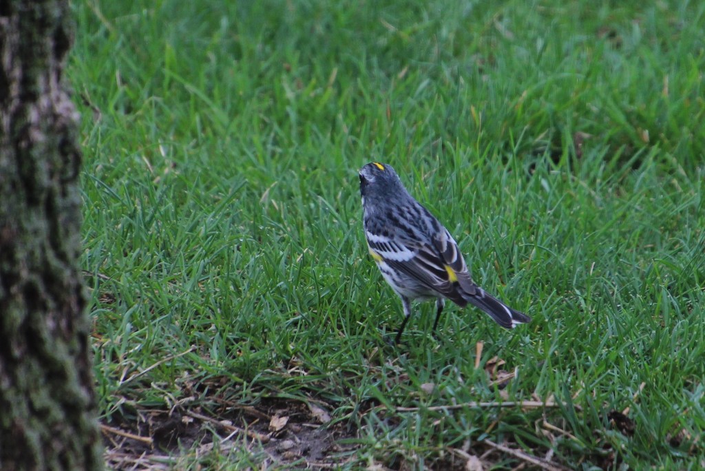 Male Yellow-Rumped (Myrtle) Warbler by bjchipman