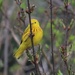 Yellow Warbler by bjchipman