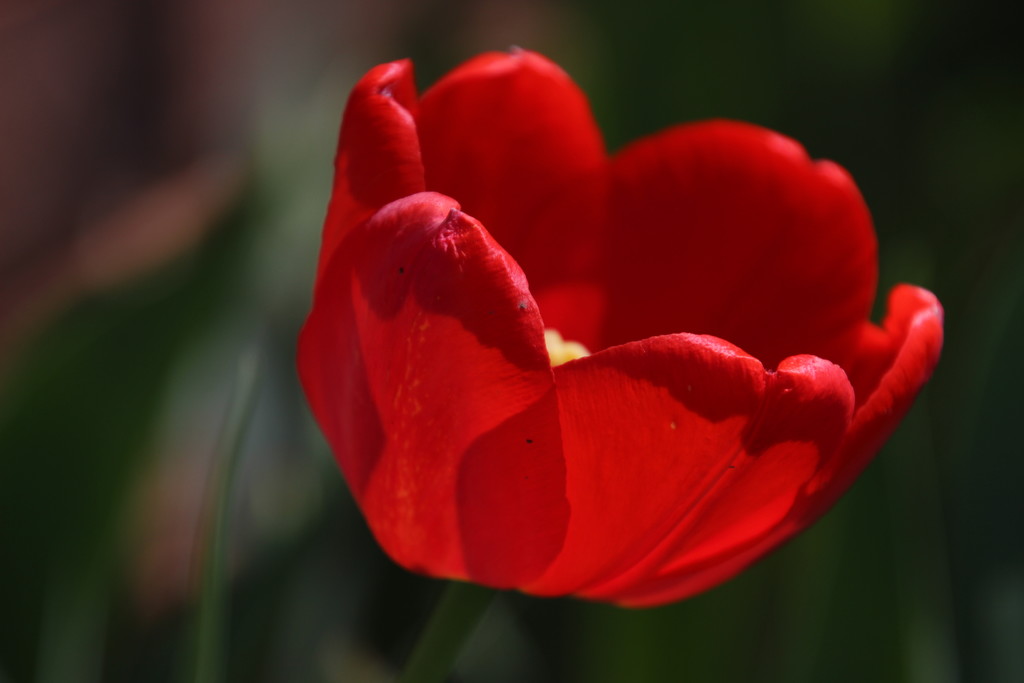 Tulip by bjchipman