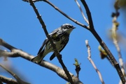 4th May 2018 - Myrtle Warbler