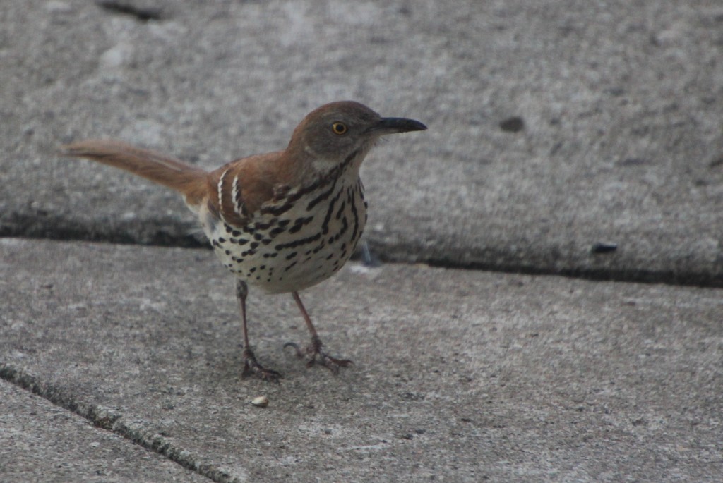Young Brown Thrasher by bjchipman