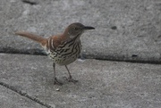 6th May 2018 - Young Brown Thrasher